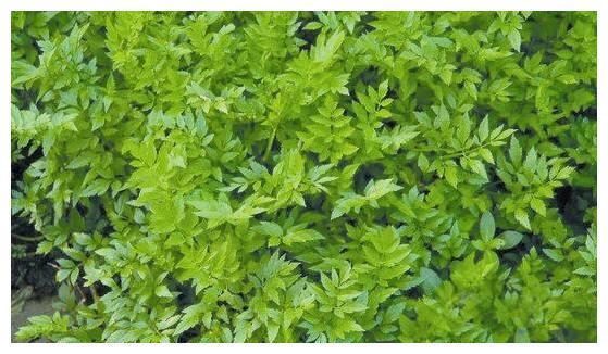 路边的一种“毒芹”吃易中毒，而另一种炒腊肉却很美味