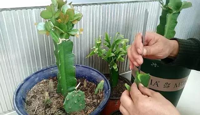 三角嫁接蟹爪兰，新芽爆满盆，新手学嫁接，一目了然详细简单