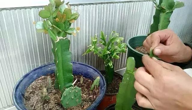 三角嫁接蟹爪兰，新芽爆满盆，新手学嫁接，一目了然详细简单