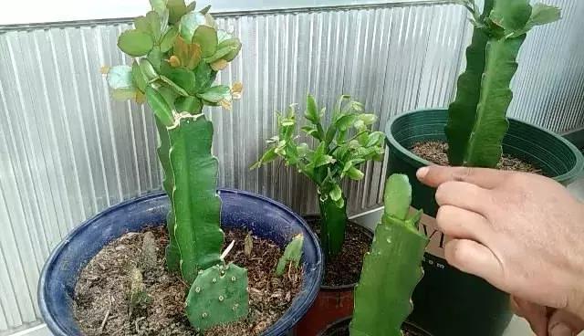 三角嫁接蟹爪兰，新芽爆满盆，新手学嫁接，一目了然详细简单