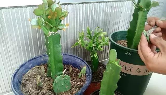 三角嫁接蟹爪兰，新芽爆满盆，新手学嫁接，一目了然详细简单