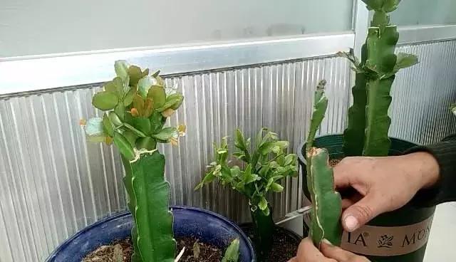 三角嫁接蟹爪兰，新芽爆满盆，新手学嫁接，一目了然详细简单