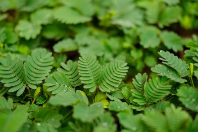 ​怎么让含羞草长的茂盛，长太高了怎么修剪