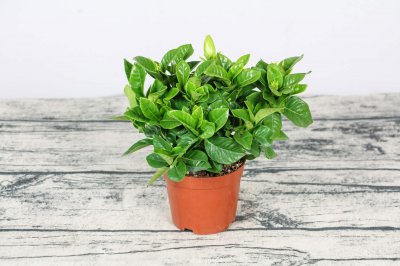 ​栀子花的介绍，栀子花的花语