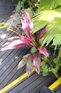 ​朱蕉的扦插繁殖