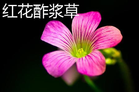 红花酢浆草花朵