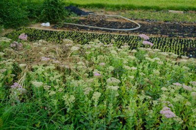 ​八宝景天怎么养