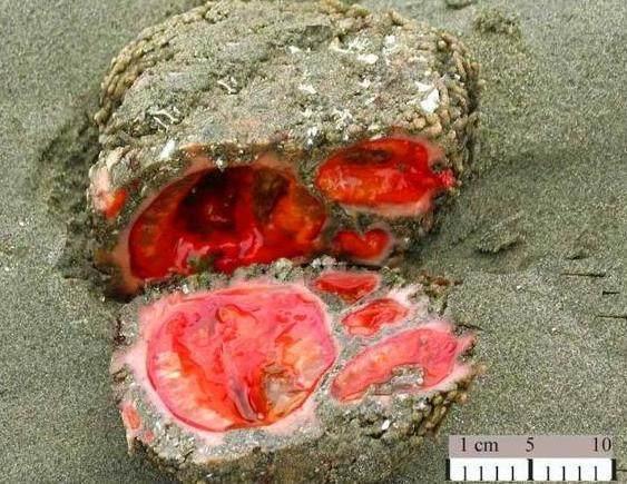 它曾是伪装之王，如今已被吃的濒危灭种，没有吃过更没见过