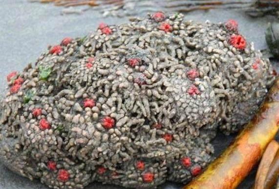 它曾是伪装之王，如今已被吃的濒危灭种，没有吃过更没见过