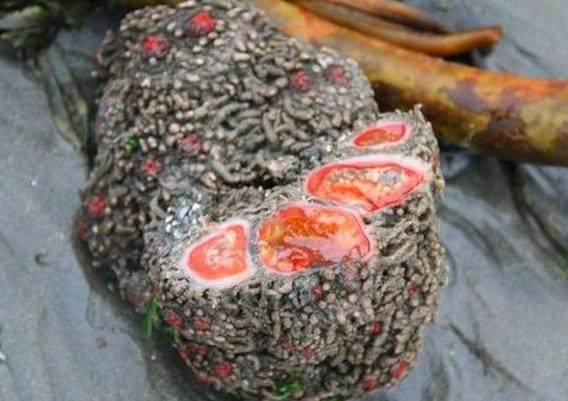 它曾是伪装之王，如今已被吃的濒危灭种，没有吃过更没见过