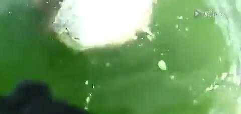 实拍: 巨大石斑鱼一口吞下1.3米的鲨鱼, 手机记录这吓人一幕