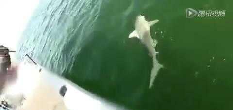 实拍: 巨大石斑鱼一口吞下1.3米的鲨鱼, 手机记录这吓人一幕