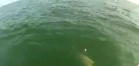 实拍: 巨大石斑鱼一口吞下1.3米的鲨鱼, 手机记录这吓人一幕