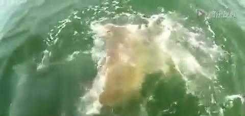 实拍: 巨大石斑鱼一口吞下1.3米的鲨鱼, 手机记录这吓人一幕