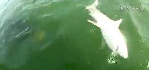 实拍: 巨大石斑鱼一口吞下1.3米的鲨鱼, 手机记录这吓人一幕