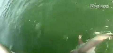 实拍: 巨大石斑鱼一口吞下1.3米的鲨鱼, 手机记录这吓人一幕