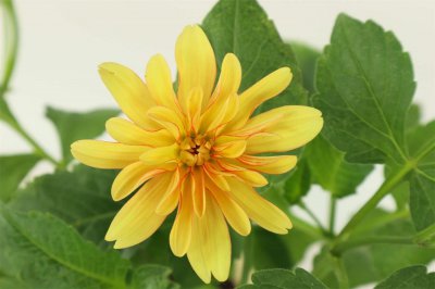 ​咸阳适合养什么花，市花和市树是什么