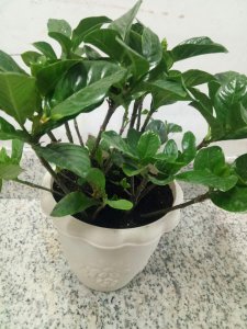 ​栀子花花期管理