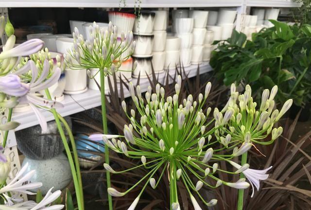 此情可待成追忆，只是当时已惘然。此生遗憾！