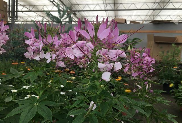 此情可待成追忆，只是当时已惘然。此生遗憾！