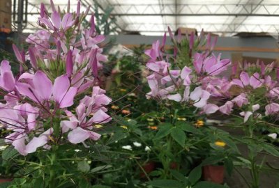 ​此情可待成追忆，只是当时已惘然。此生遗憾！