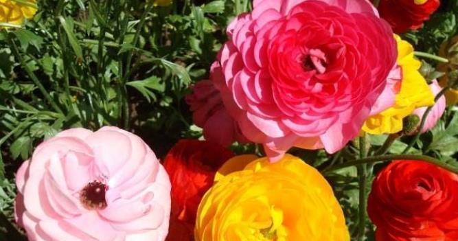 此花被叫“牡丹”，却比牡丹更美，家里养一株，千金不换！