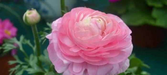 此花被叫“牡丹”，却比牡丹更美，家里养一株，千金不换！