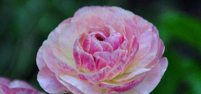 ​此花被叫“牡丹”，却比牡丹更美，家里养一株，千金不换！