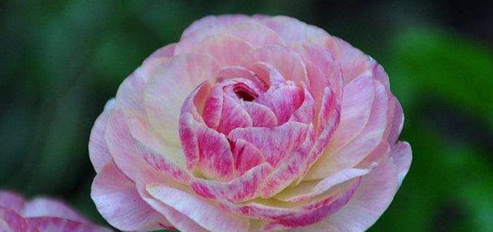 此花被叫“牡丹”，却比牡丹更美，家里养一株，千金不换！