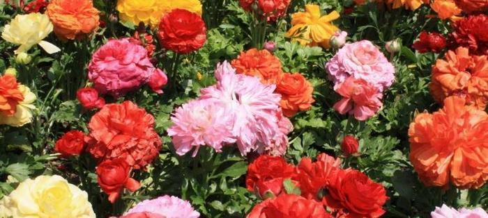 此花被叫“牡丹”，却比牡丹更美，家里养一株，千金不换！