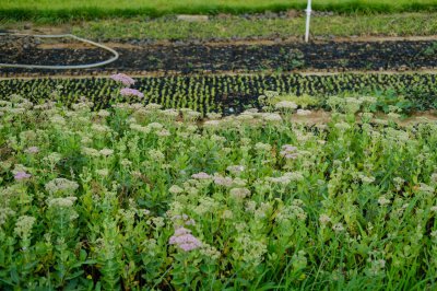 ​沈阳适合养什么花，市花和市树是什么