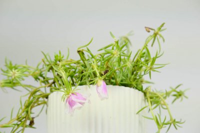 ​太阳花的特点，太阳花是什么时候开放的