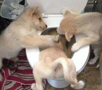 ​狗不能变吃屎吗？兽医哭不出声笑：你真是冤枉了那条狗