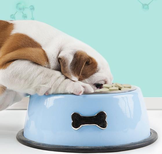 狗不能变吃屎吗？兽医哭不出声笑：你真是冤枉了那条狗