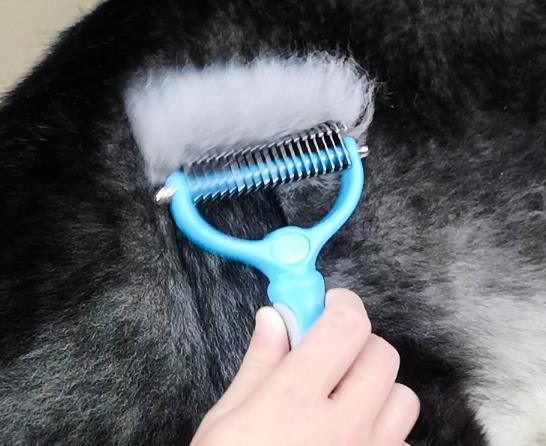 狗不能变吃屎吗？兽医哭不出声笑：你真是冤枉了那条狗