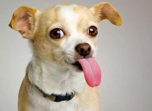 狗不能变吃屎吗？兽医哭不出声笑：你真是冤枉了那条狗