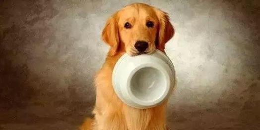 狗不能变吃屎吗？兽医哭不出声笑：你真是冤枉了那条狗