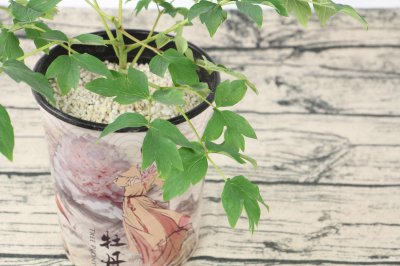 ​牡丹能扦插成活吗，牡丹扦插繁殖方法