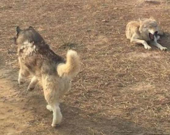 哈士奇和狼群生活，还有了自己的狼孩子，长大后的模样让人不淡定