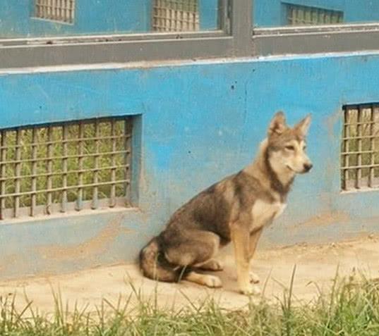 哈士奇和狼群生活，还有了自己的狼孩子，长大后的模样让人不淡定