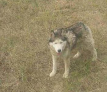 ​哈士奇和狼群生活，还有了自己的狼孩子，长大后的模样让人不淡定