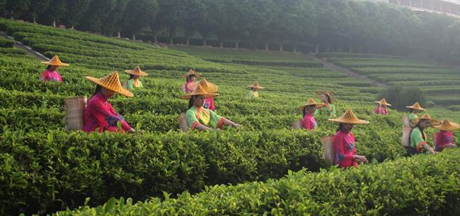 体验客都美景，梅州茶田度假景区，风光无限大好！