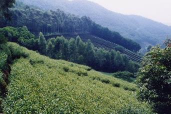 体验客都美景，梅州茶田度假景区，风光无限大好！