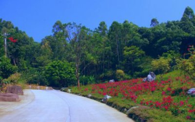 ​体验客都美景，梅州茶田度假景区，风光无限大好！