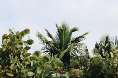 ​对风水有特殊效用的植物，你知道多少？