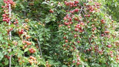 ​因果实含钙高，人称“高钙果”，66元一斤，你们认识吗？