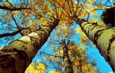 ​枫树和槭树的区别