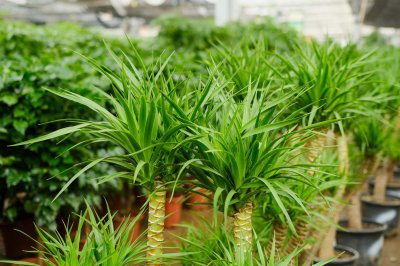 ​龙血树怎么浇水