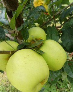 ​大凉山苹果，岂止一款冰糖心！