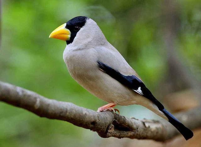 蜡嘴雀的几个分类介绍